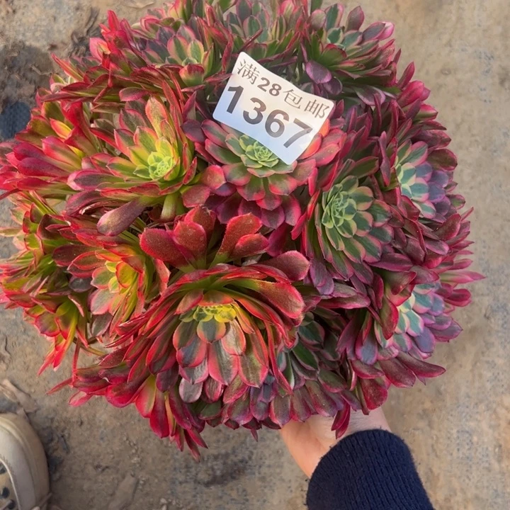 1367朝霞多肉植物