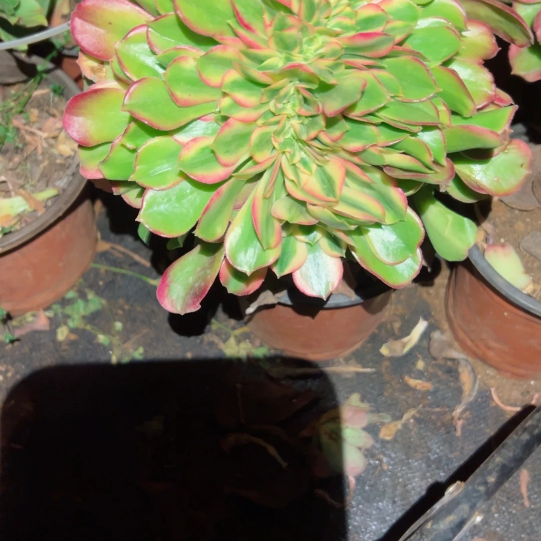 737 号多肉植物法师新年福利