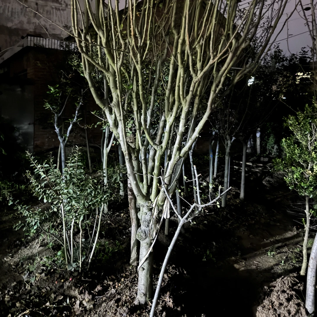 西府海棠树苗庭院耐寒植物垂丝盆栽室内外四季开花北美海棠地栽