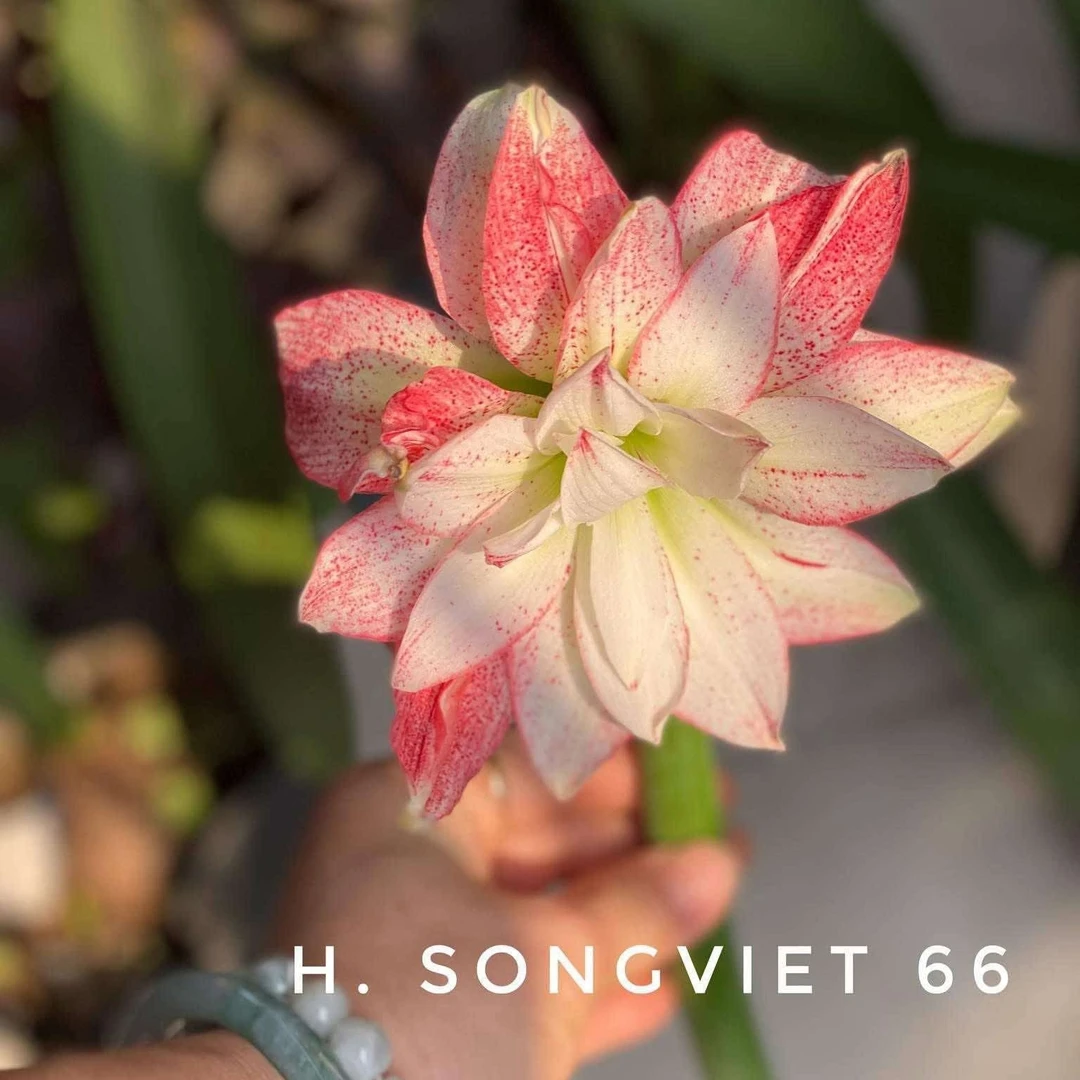 朱顶红- 【SV66】侧  只包对版不包养护