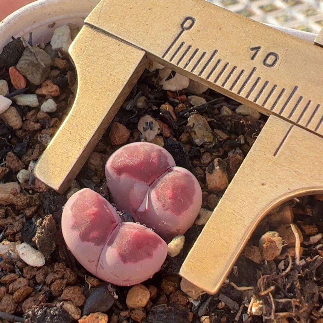 紫饼干多肉植物百科