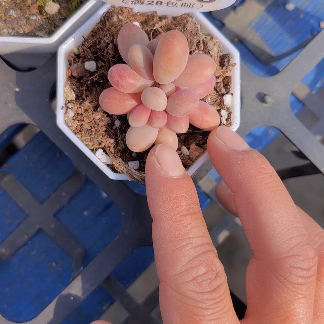 B378糖果美人一物一拍