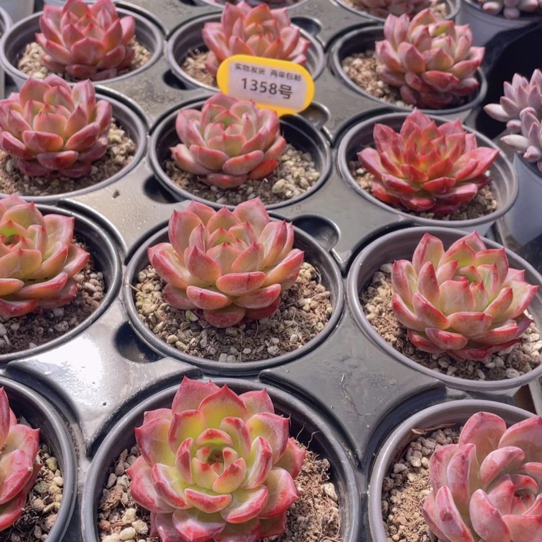 1358号 宽叶全状态夜魔侠单头一个