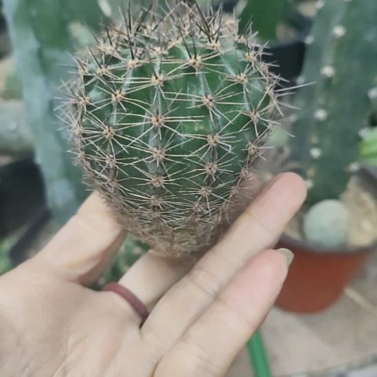 仙人球彩草马乙侧芽