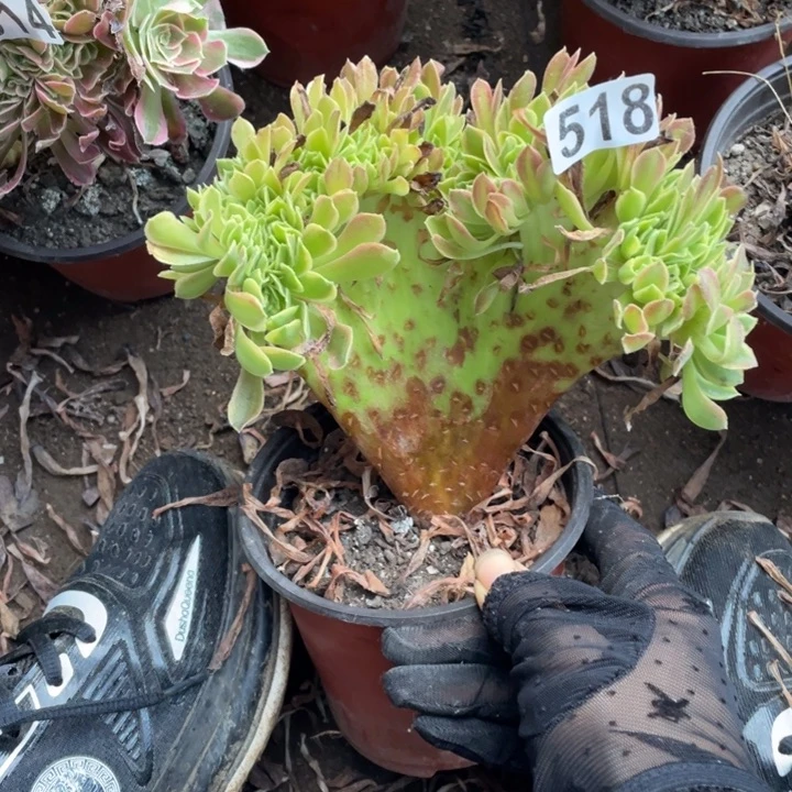 不包邮15厘米左右518