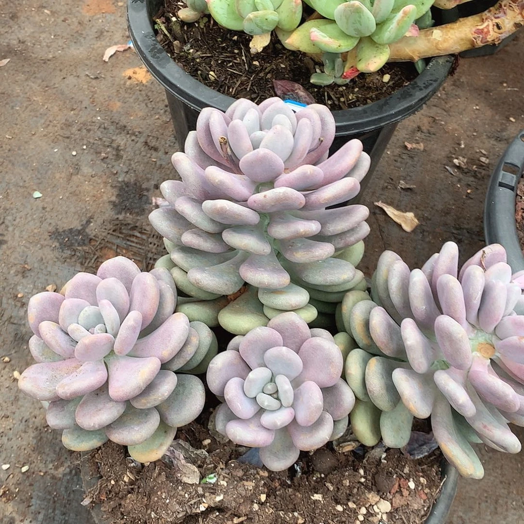 758月美人一物一拍多肉