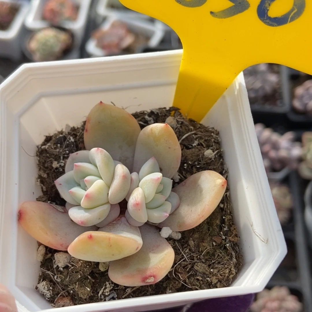 850橙子锦多肉植物