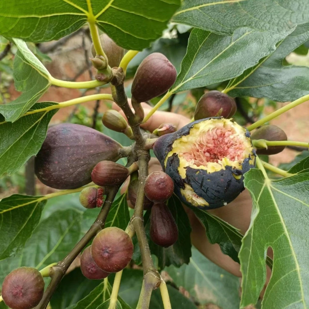 果树无花果树苗盆栽四季树苗果波姬红南北方阳台种植地栽当年结果