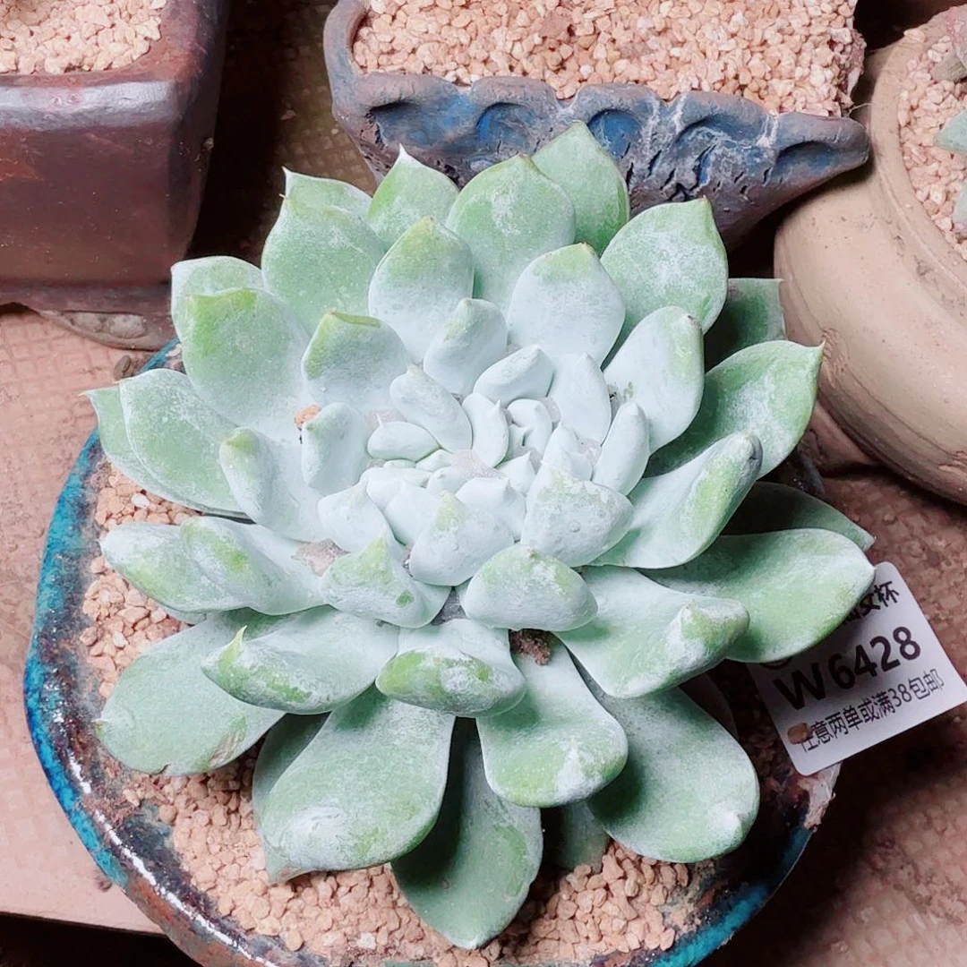 6428牡丹苹果叶多肉