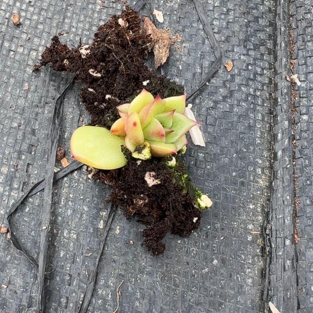 红凸起一颗苗子量拍23-156