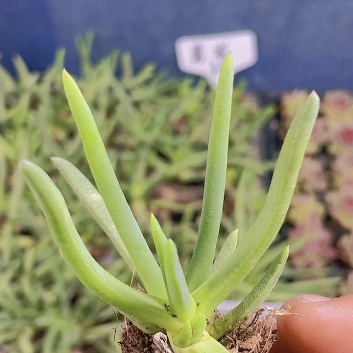 奔龙【满10颗包邮】