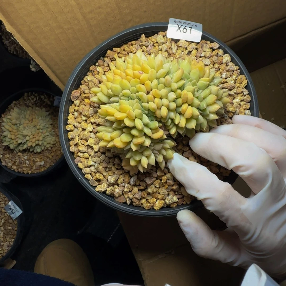 x x x x x x x x x x 61