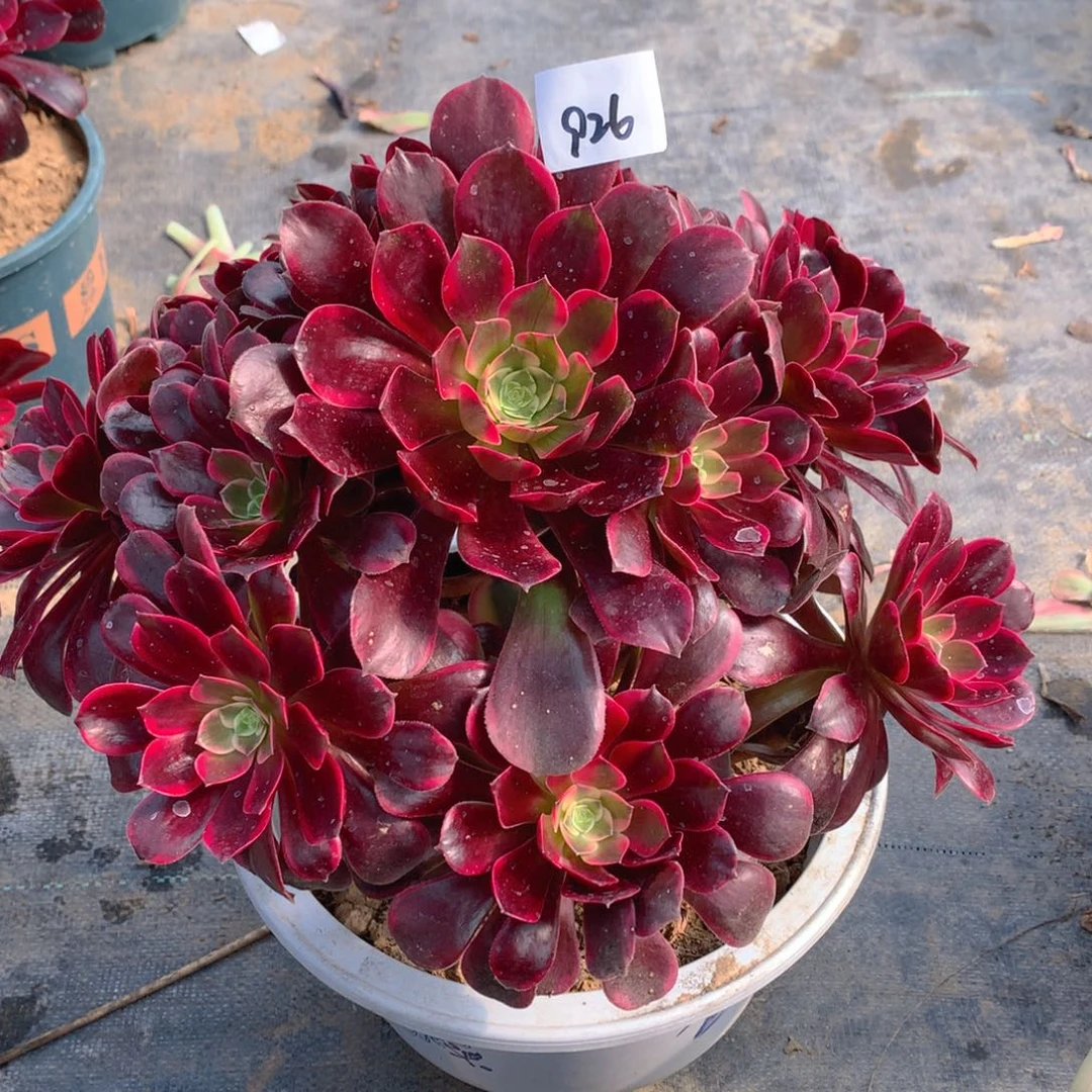 926金丝雀精品法师多肉