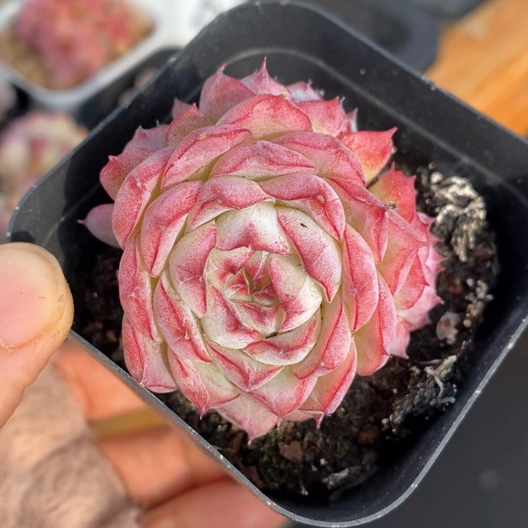 精品多肉一物一拍136