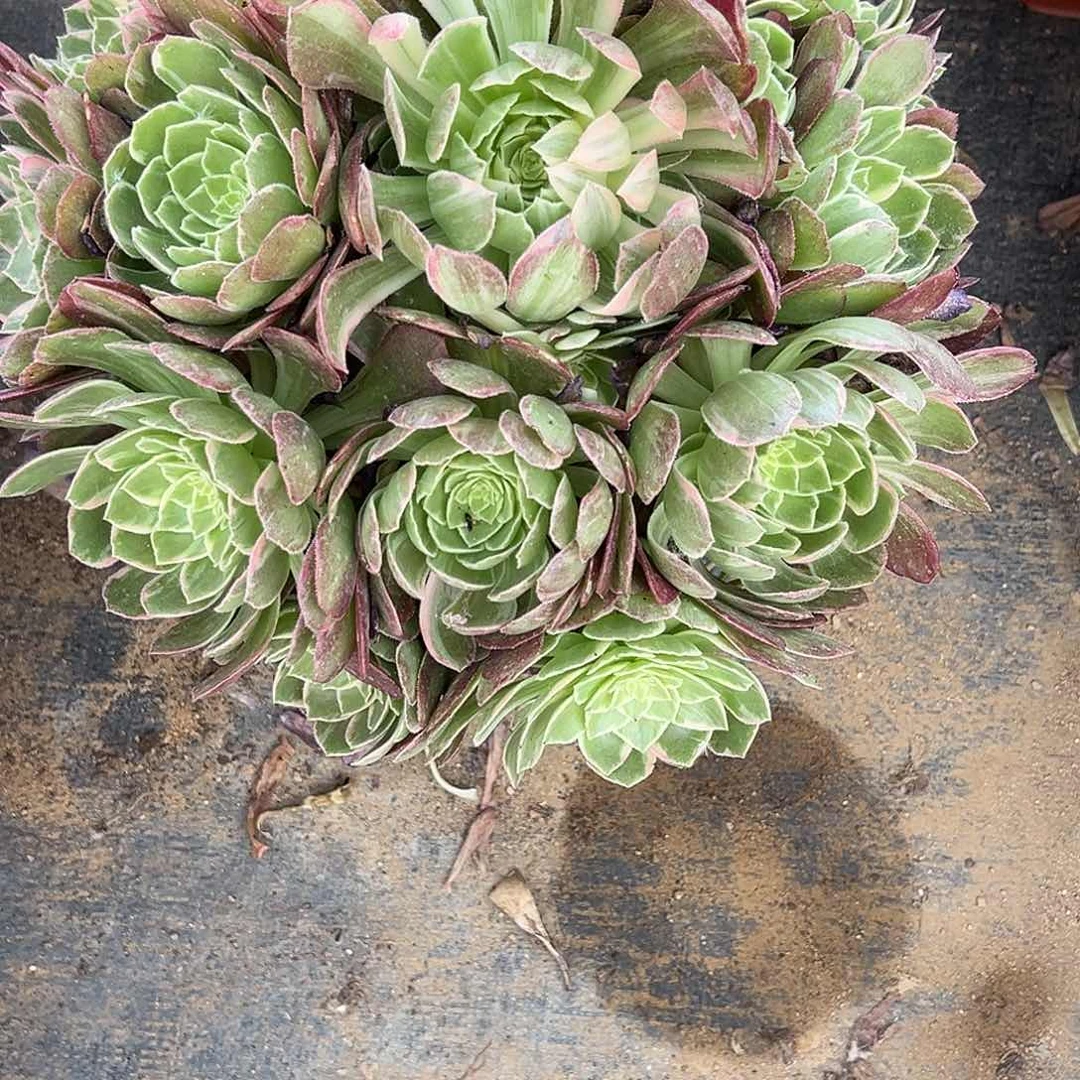 6.11-7万花筒多肉植物1