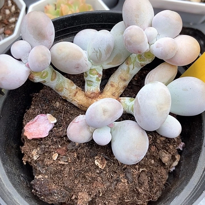多肉植物橙雪球老桩726