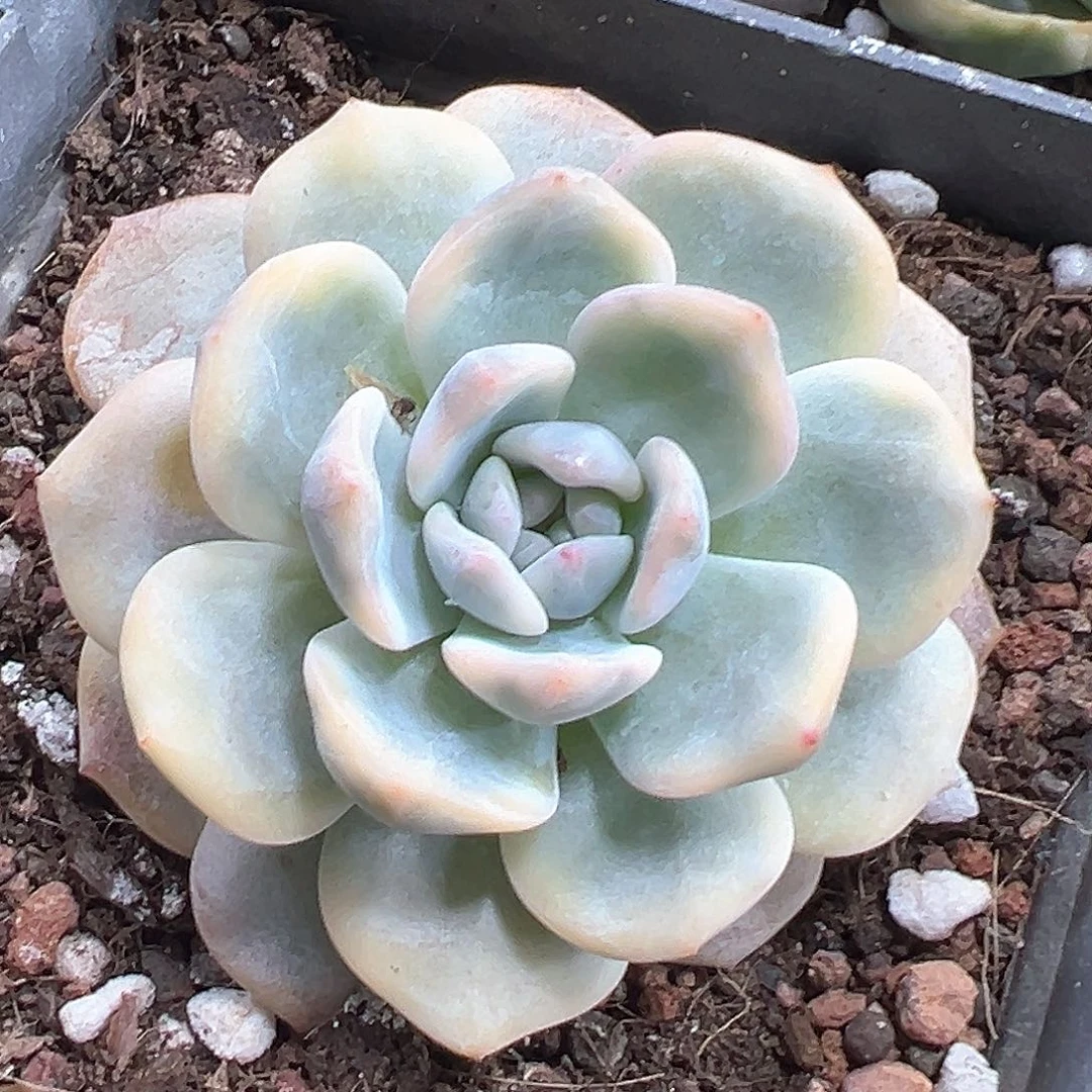 梦露锦 小方花圃一单包邮非偏远