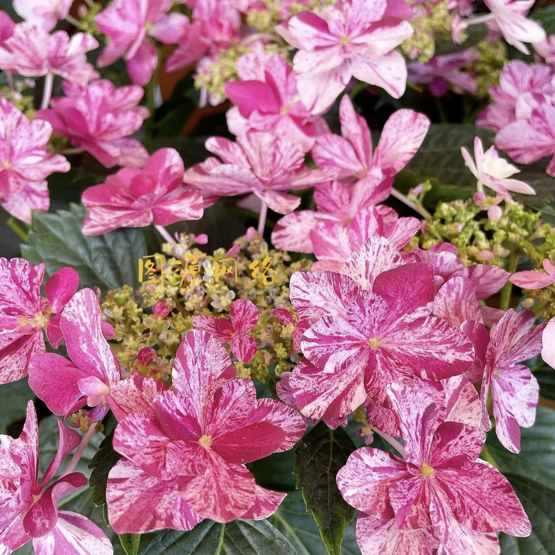 【伊纯千织】上色和花型都是绝绝子！超美的绣球盆栽