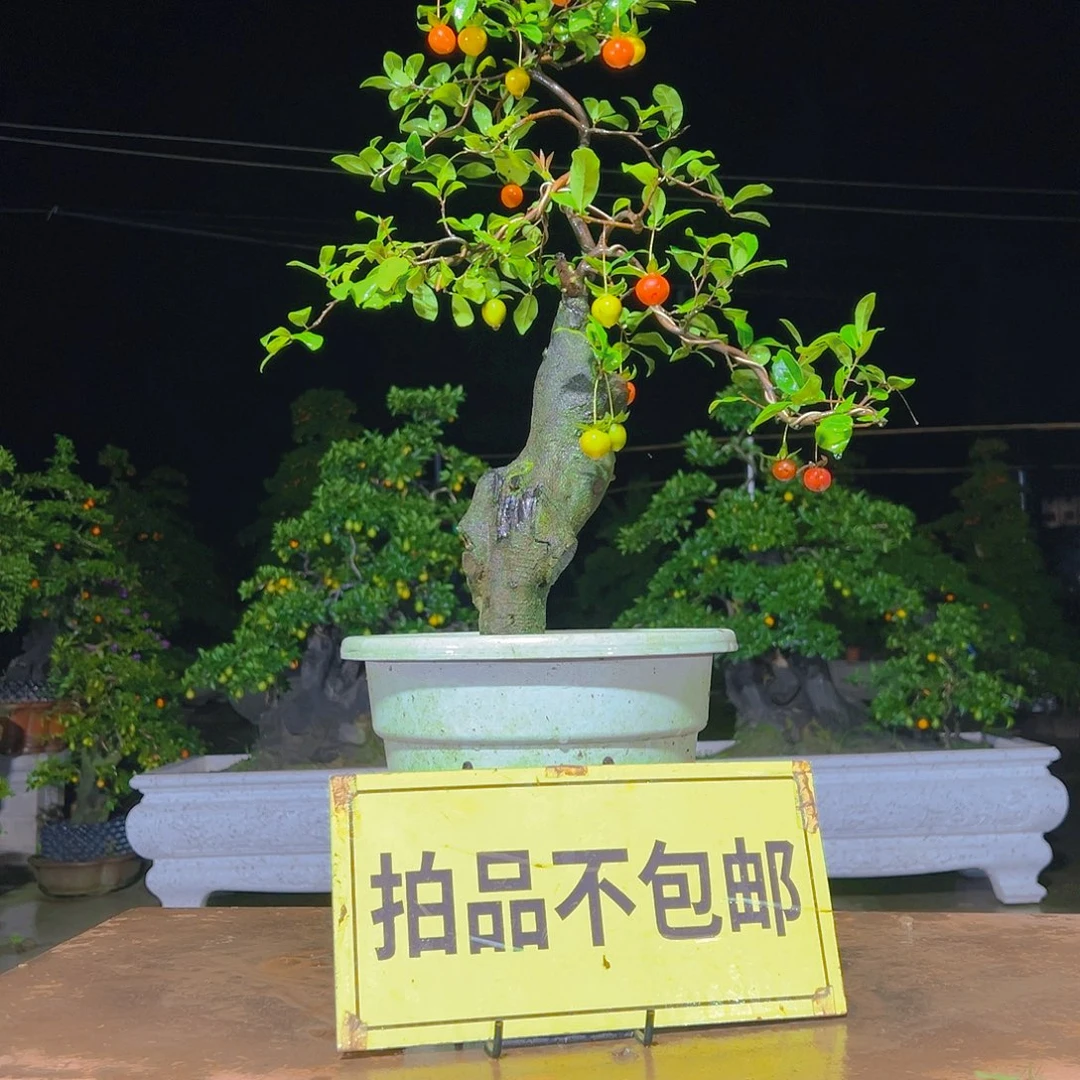 无花朵嫁接金弹子