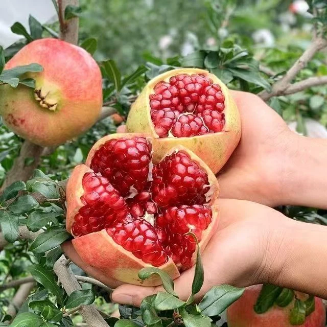 正宗四川会理石榴软籽石榴新鲜当季水果香甜多汁现摘现发