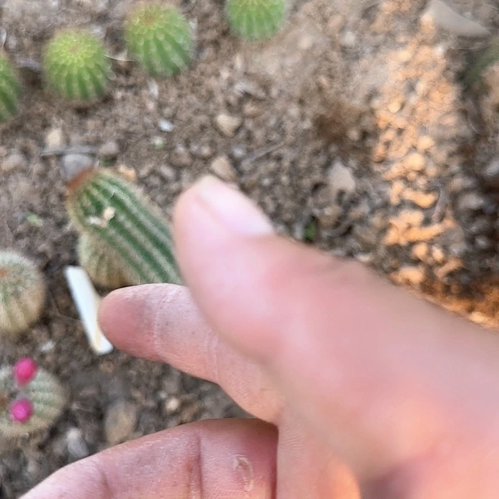 小***️奥拓20毛花柱植物