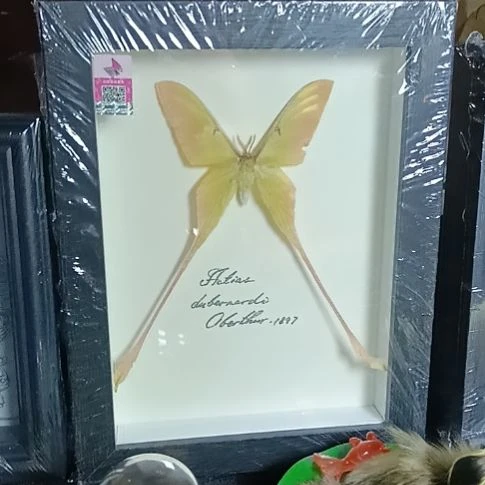 玻璃长尾大蚕蛾8寸