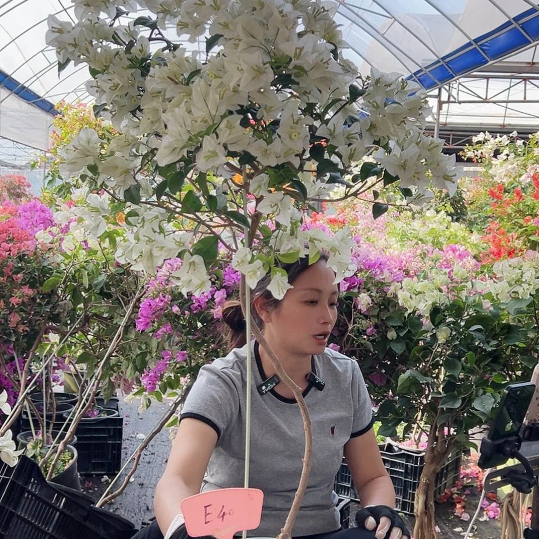 一***友大部分花苞少量开放E40白雪公主