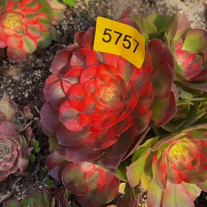 哈哈多肉植物荔枝5757