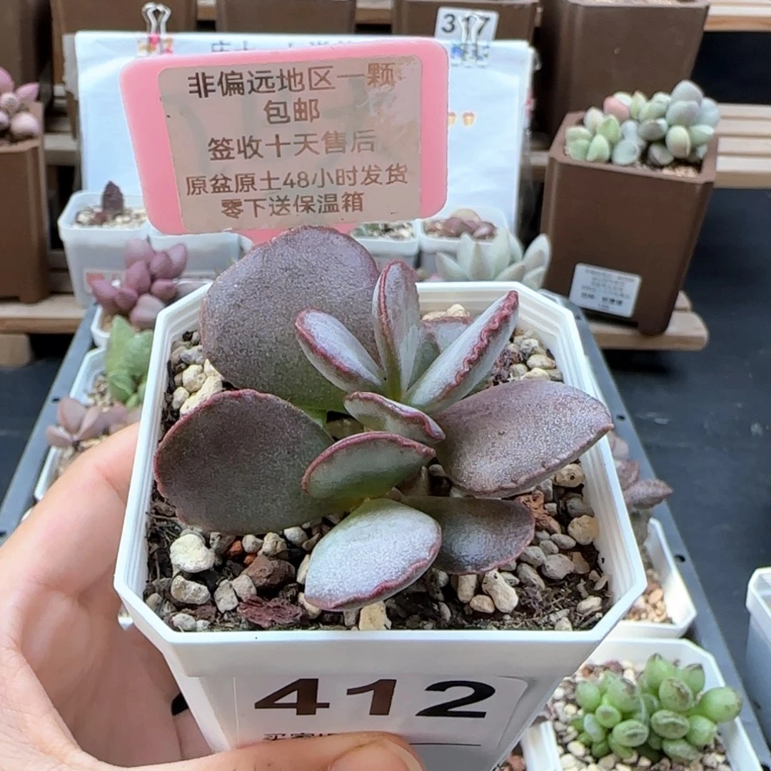 412白安泽多肉植物