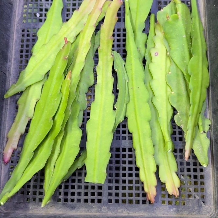 211混品种10公分左右无根侧牙一个，20包邮