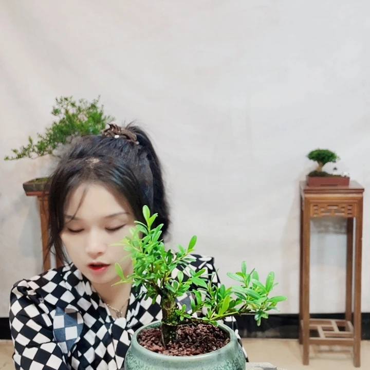 无花朵默*～皱皮雀舌黄杨盆景