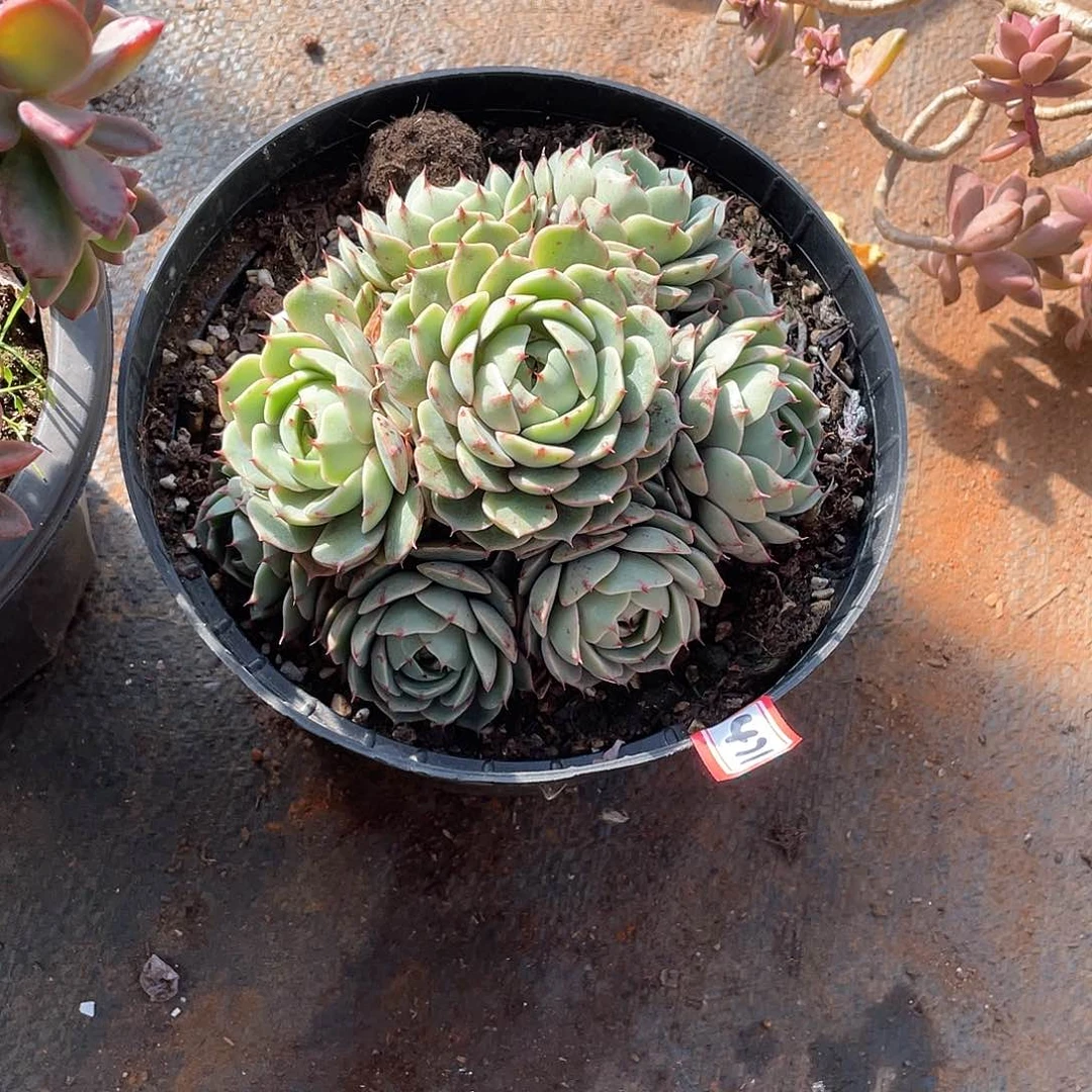 471苯巴蒂斯 一物一拍多肉