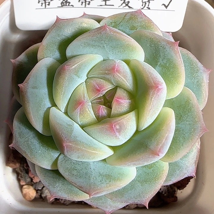 1119-------83福利