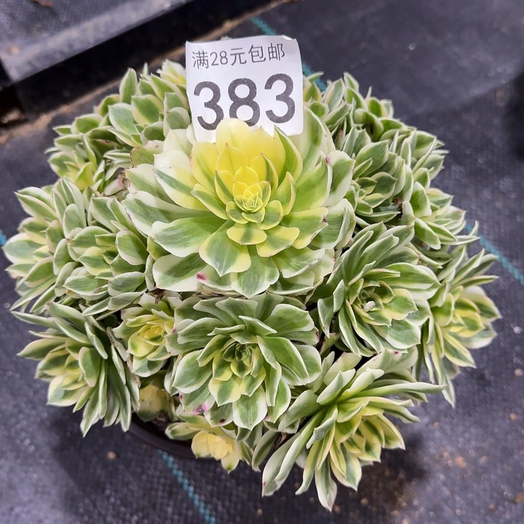 用***2伊利莎白383美美美