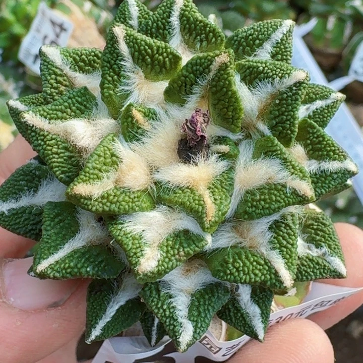 无花朵苗接大尤颗粒黑394