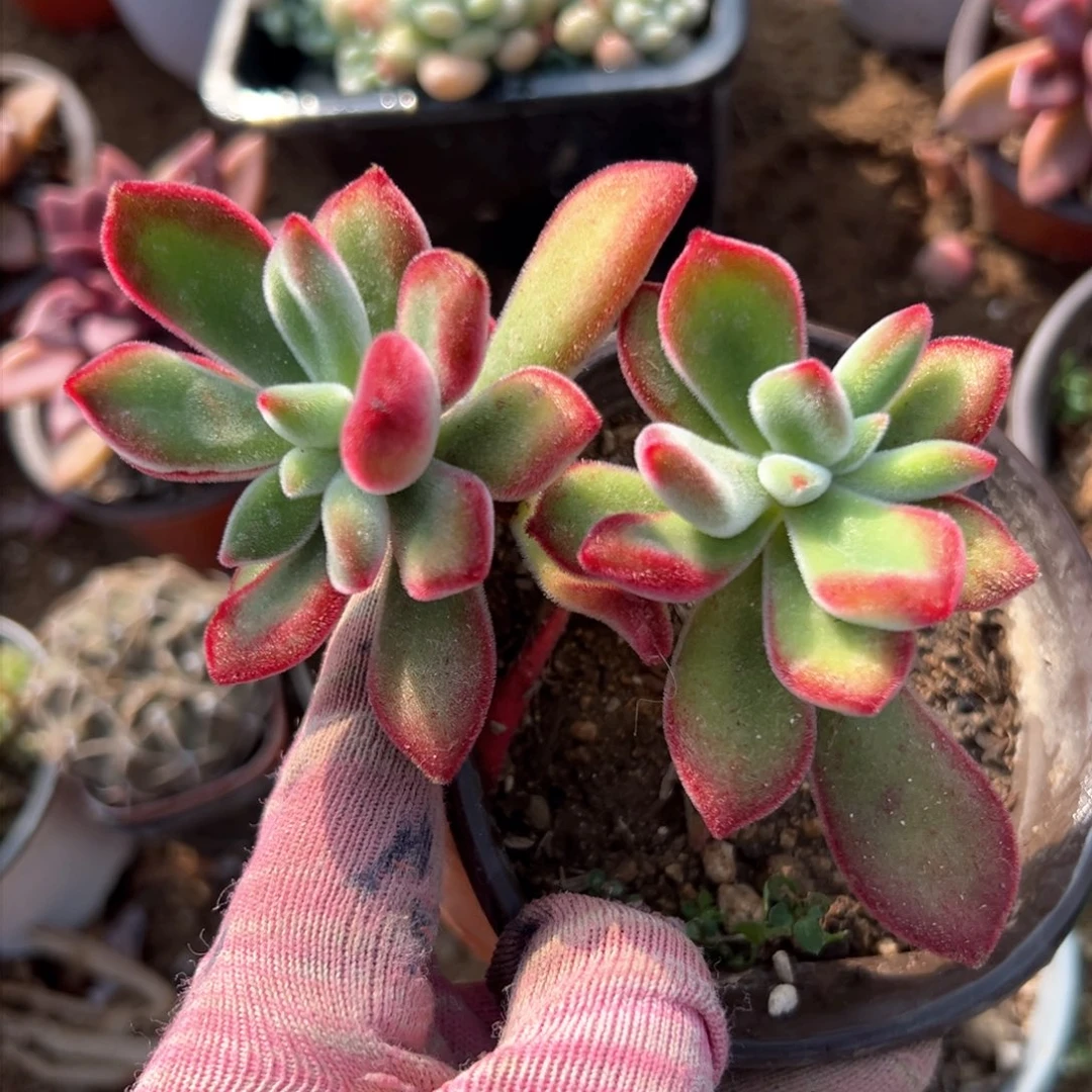 多肉中央音乐学院中央音乐学院