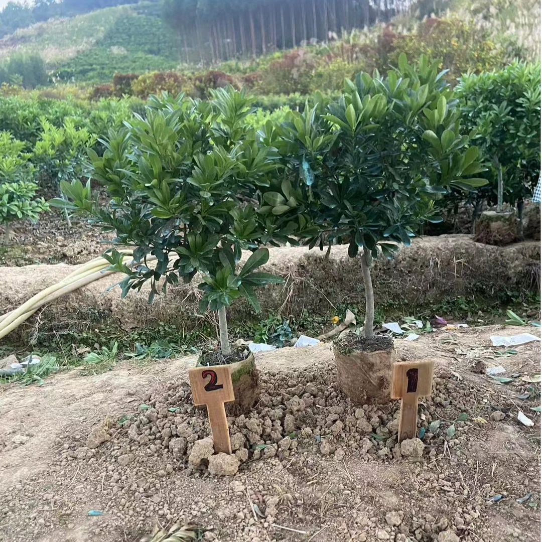 绿植盆栽直播间一物一拍