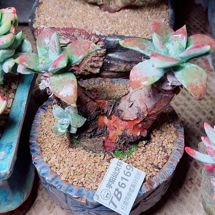 6169苹果叶杂交仙女杯