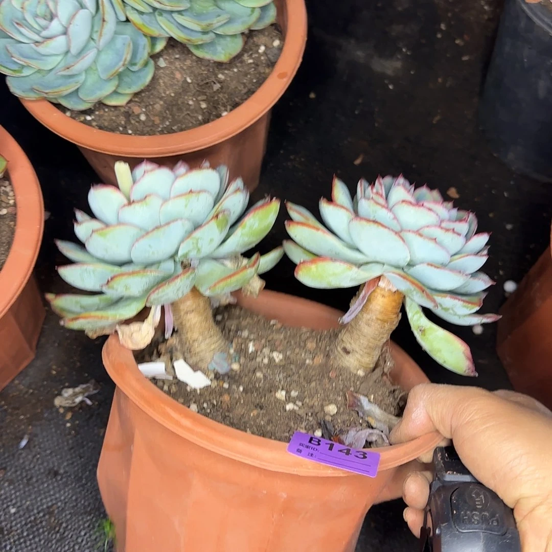 桃***.多肉植物晨露 143