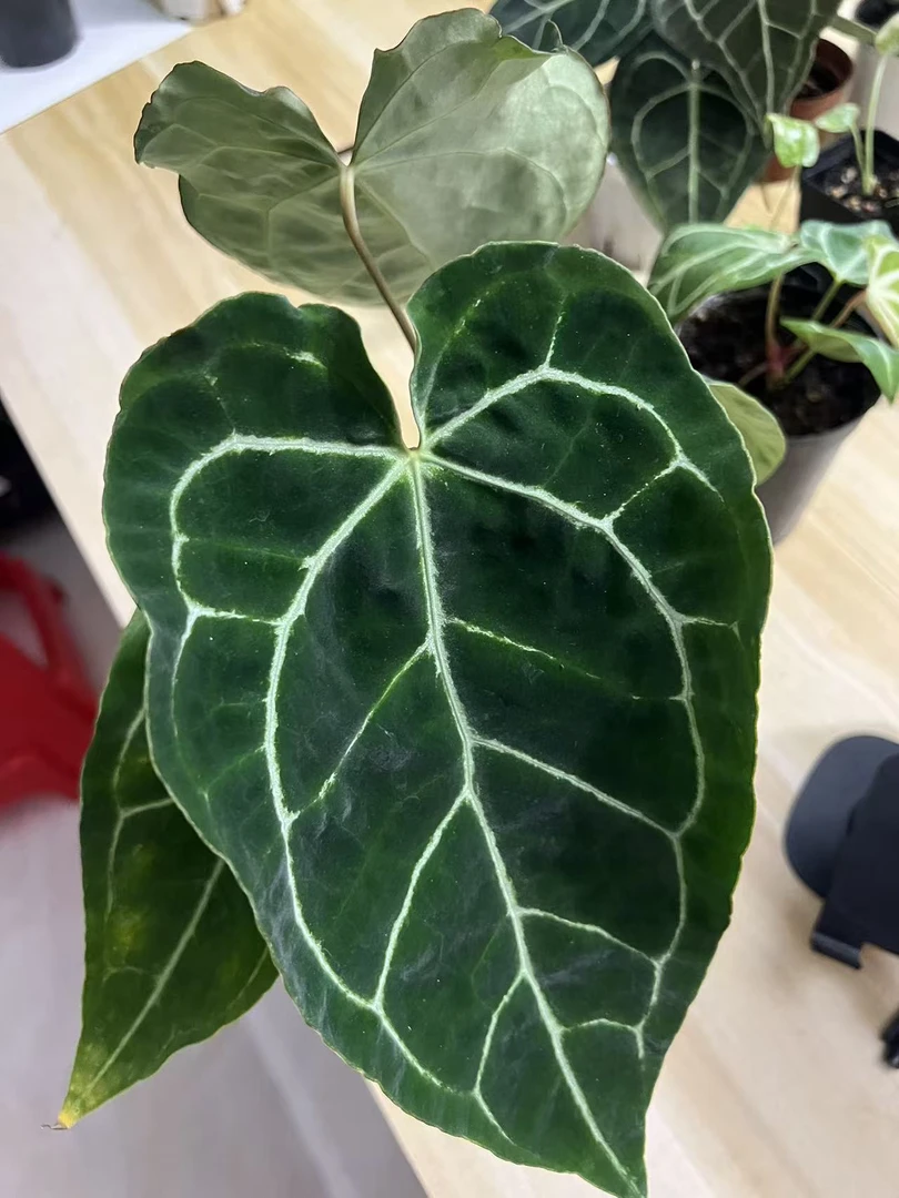 大龟甲花烛 一物一拍，气温5度一下的不要拍，不包叶损