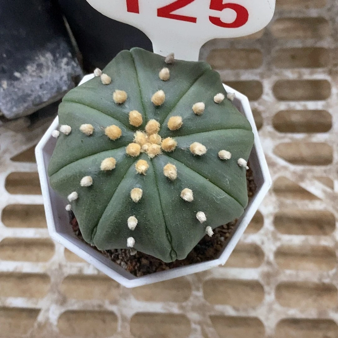 125福利特价来了来