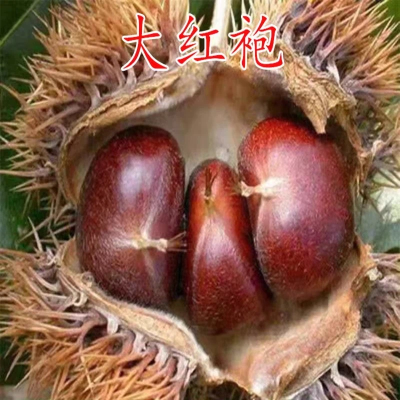 嫁接板栗苗树大板栗果树地栽南北方种植大红袍板栗