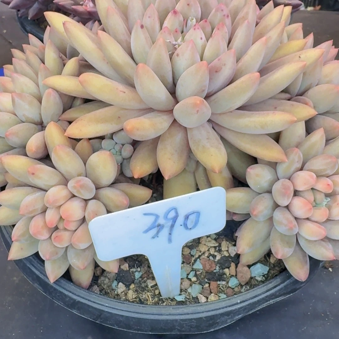 多肉植物的生长发育和