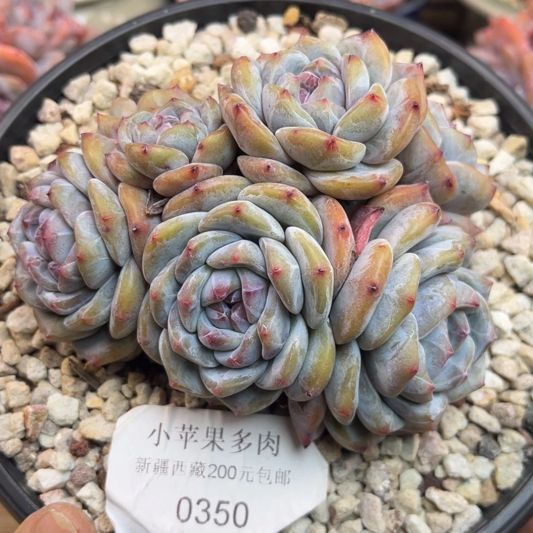 绿底紫心350/12cm7头