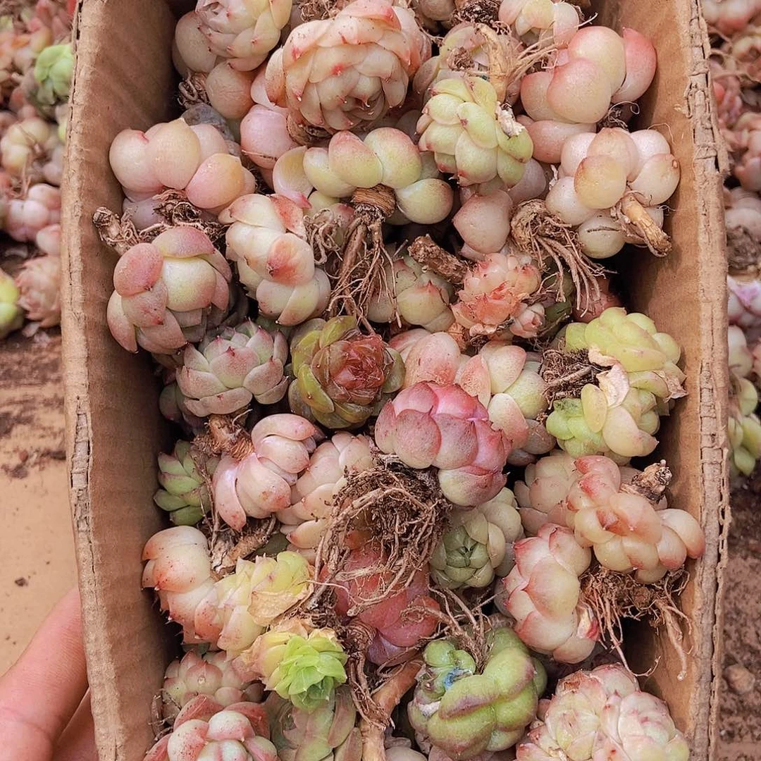 00000000000002量拍保底50颗