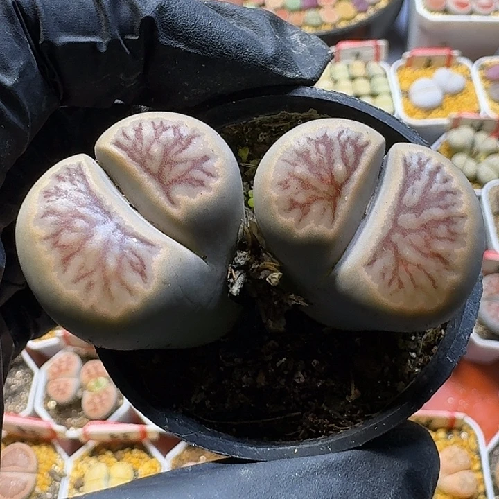 小***幸生石花112122。  166