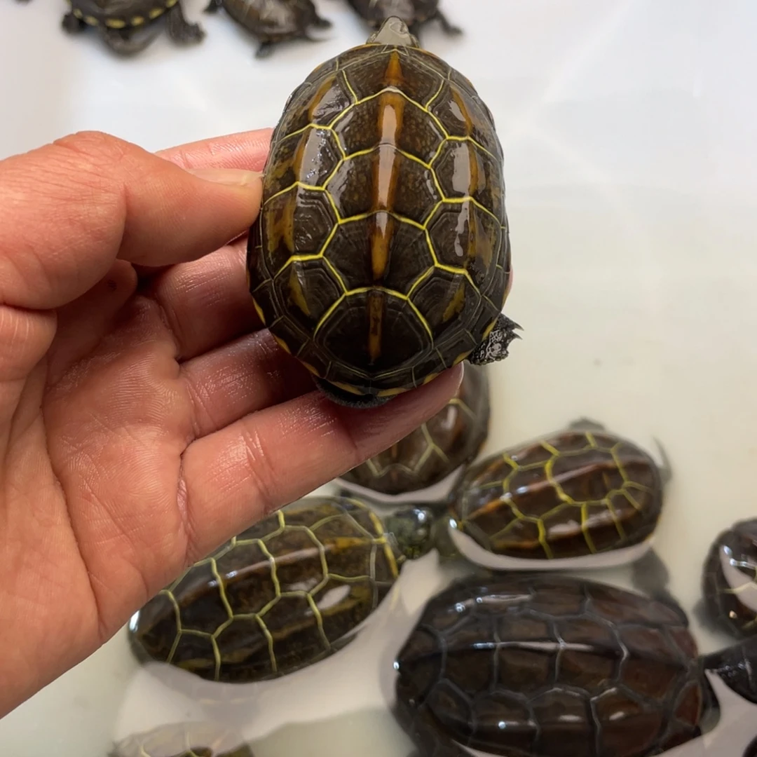 中华草龟公苏北金线草