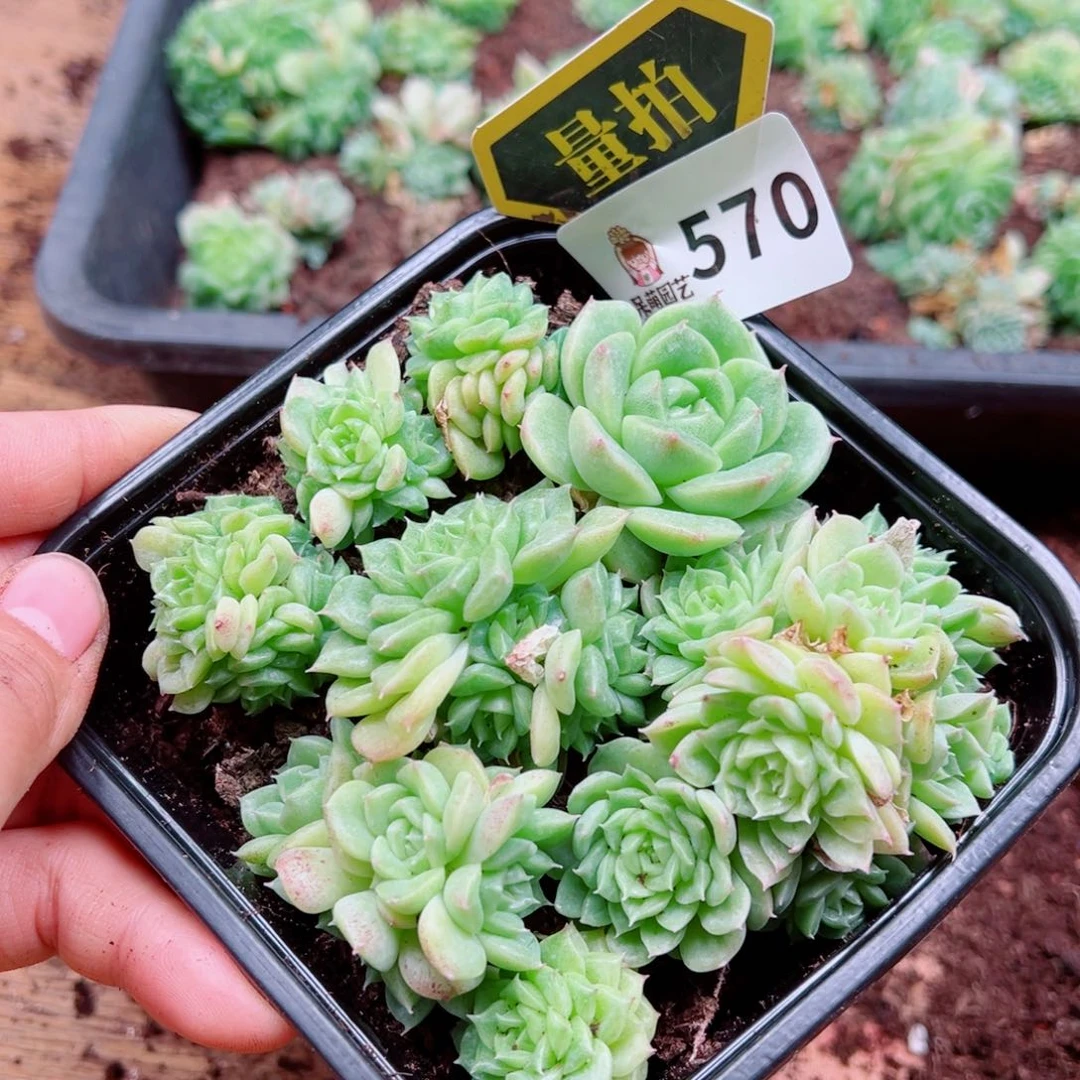 多肉植物多肉植物