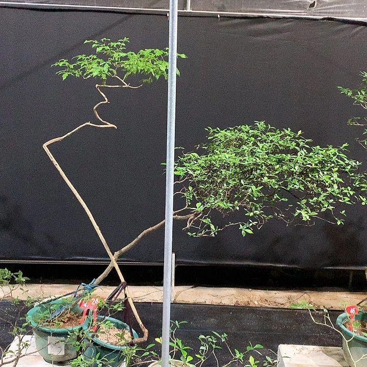 当前无花栽培后可以开花?****?1