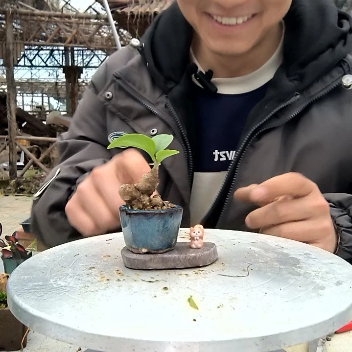 好**连小盆景小植物一物一拍181